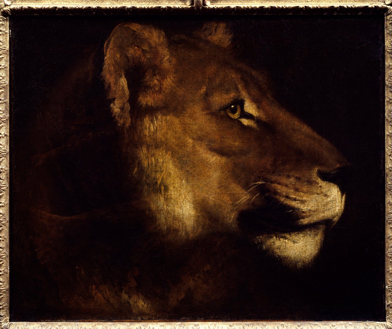 Theodore Gericaultin (1791-1824) leijonanpäämaalaus 1800-luvun aurinko. 0,55x0,65 m Pariisi, Musee du Louvre. - Leijonan pää. Theodore Gericaultin (1791-1824) maalaus tekijältä Theodore Gericault