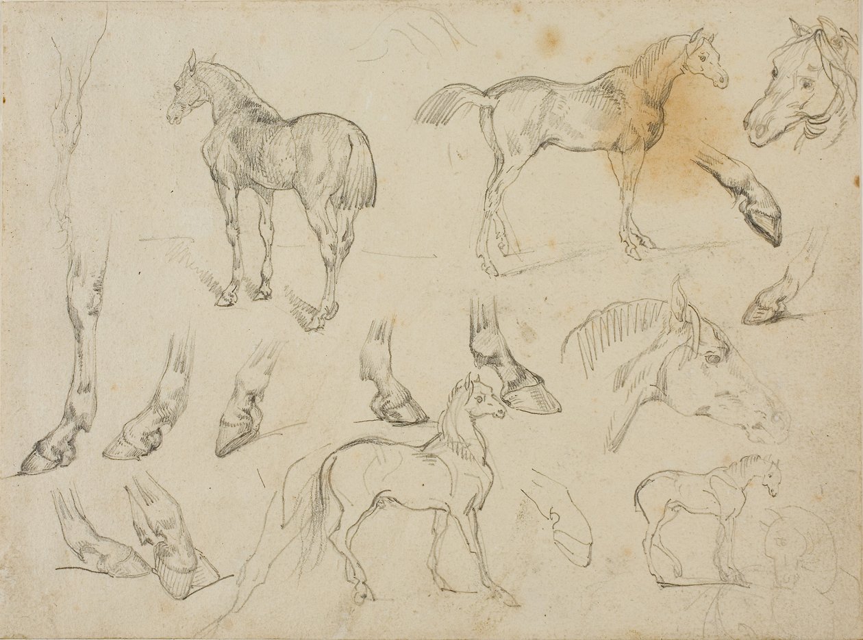 Hevosen luonnoksia tekijältä Theodore Gericault