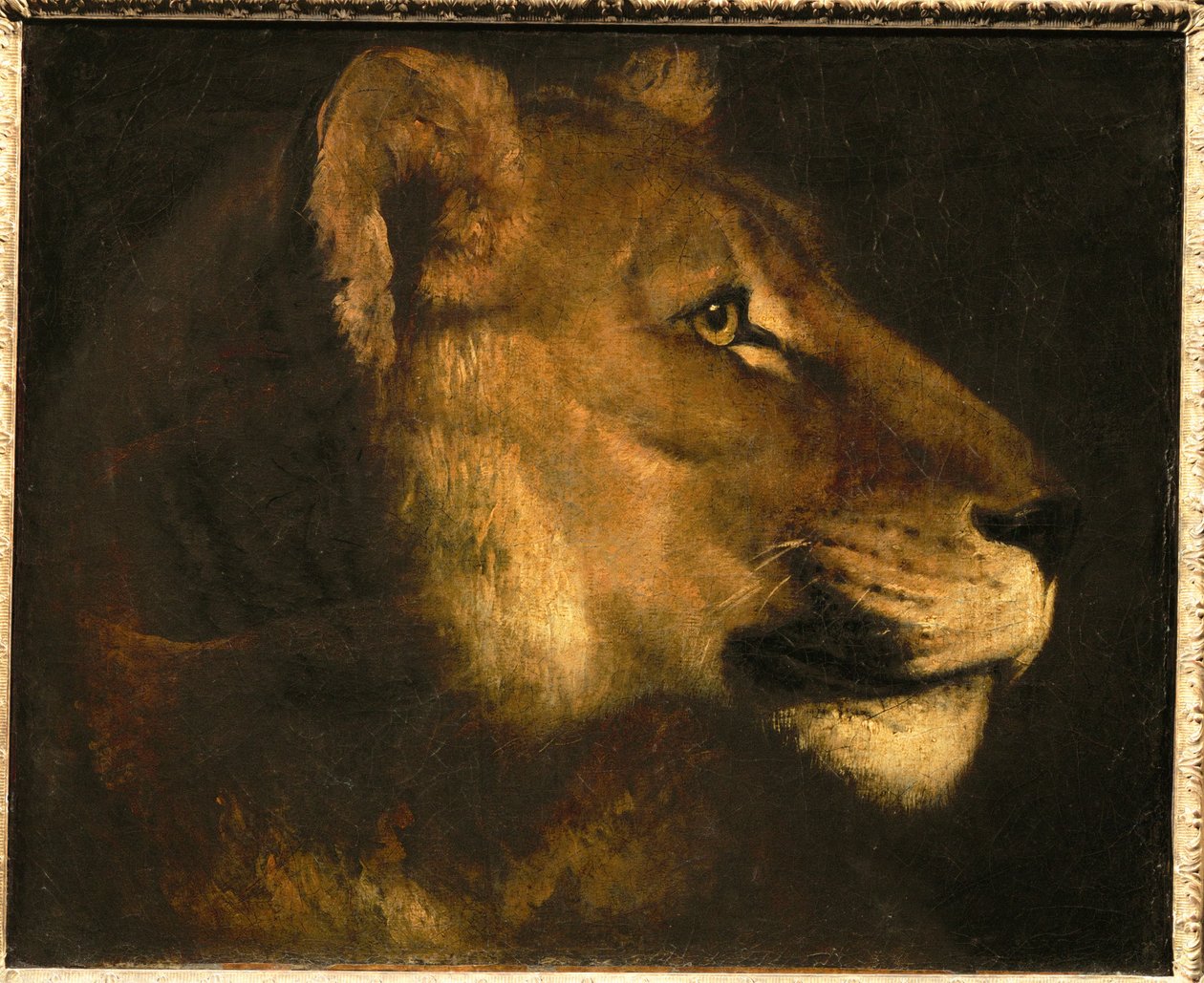 Tete de lionne. Leijonattaren pää ... tekijältä Theodore Gericault