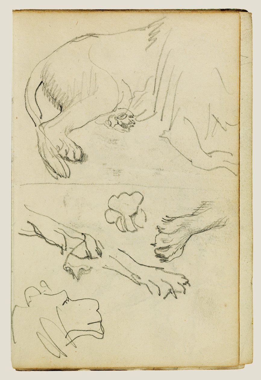 Erilaisia tutkimuksia leijonan jalasta, tassuista ja päästä tekijältä Theodore Gericault