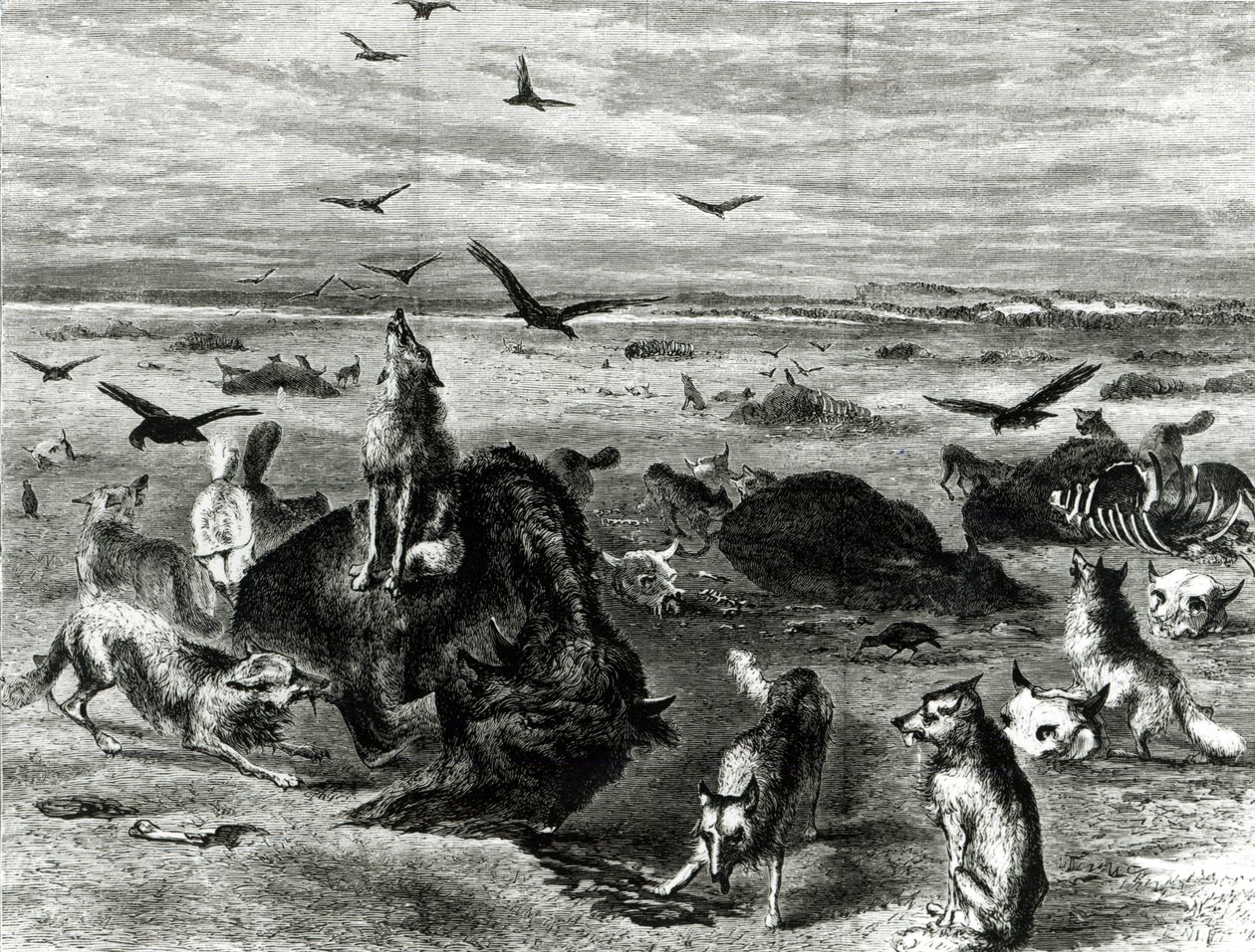 Buffaloes Slaughter of the Plains, Harpers Weekly 1872 tekijältä Theodore Russell Davis