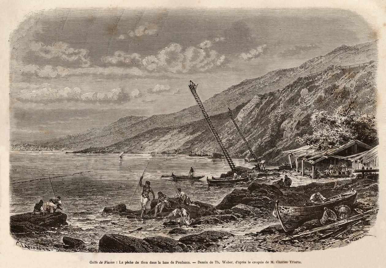 Tonnikalan kalastus Proeluccanlahdella (Fiumenlahti tai Rijeka, Istria), kalapankkien näköalapaikka ahvenee korkealla suomussa ja kertoo joukkueensa kalastajille tai heittää verkkonsa rannikolle. Kaiverrus T.Weberin piirustuksen jälkeen, havainnollistamaan tekijältä Theodore Weber