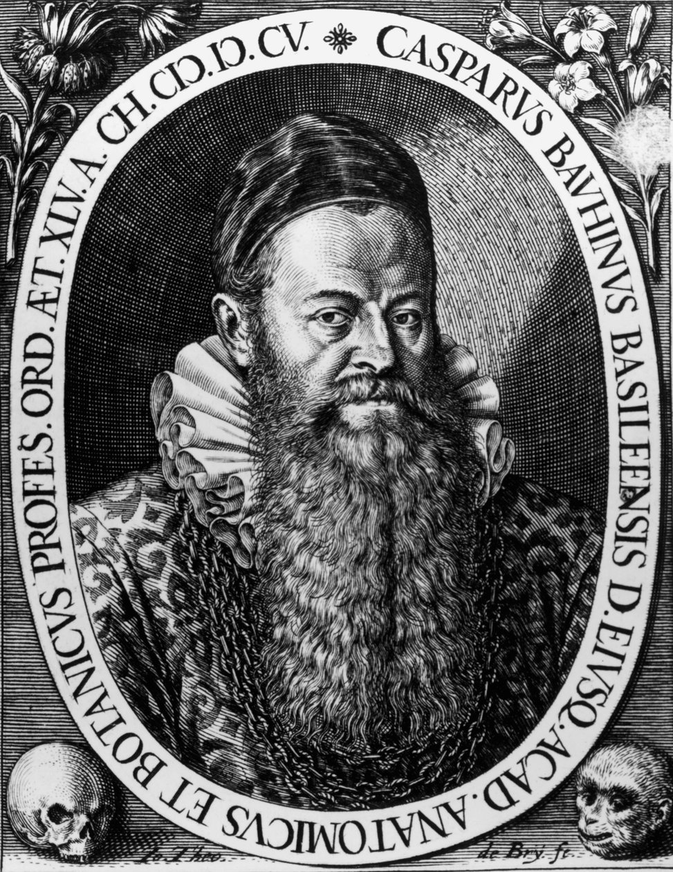 Muotokuva Gaspard BAUHINista (1560-1624) Sveitsiläinen kasvitieteilijä Theodore de Bryn kaiverrus tekijältä Theodore de Bry