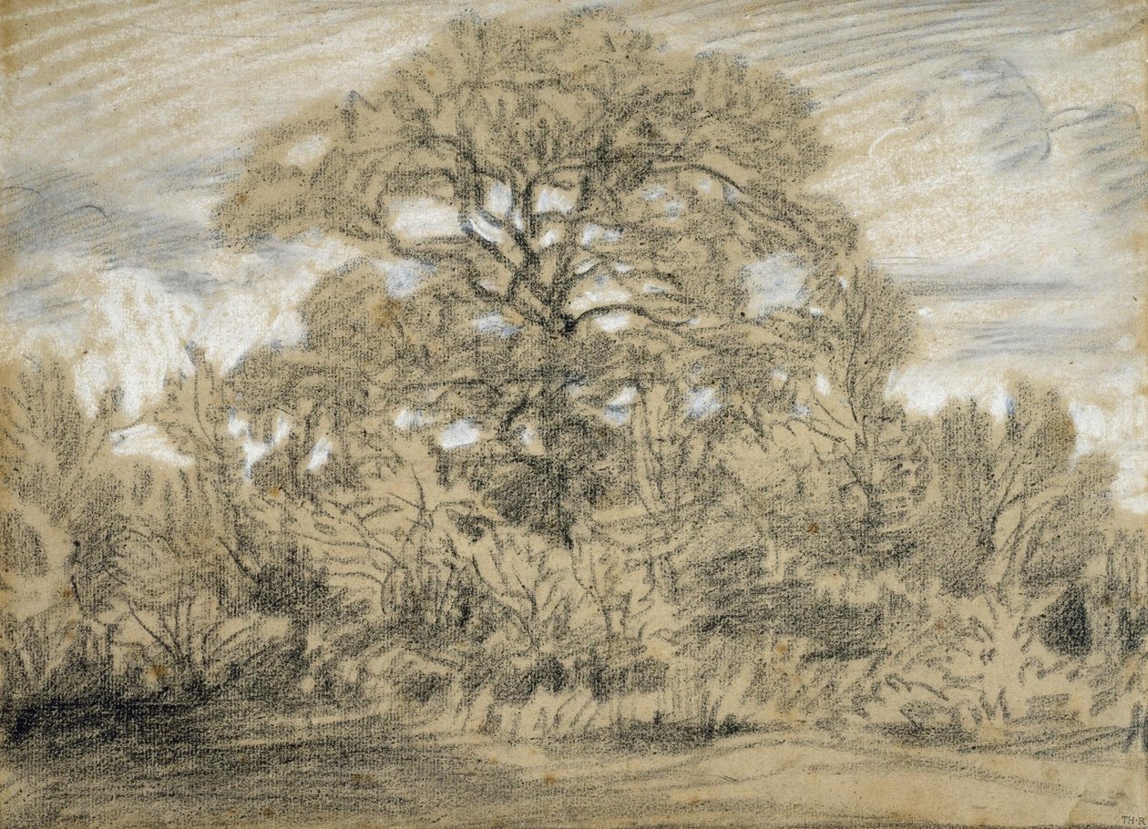 Tutkimus tammesta tekijältä Pierre Etienne Theodore Rousseau
