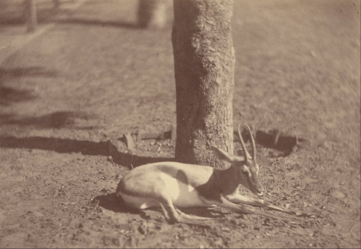 (Gazelle makaa puuta vasten) tekijältä Théodule Devéria