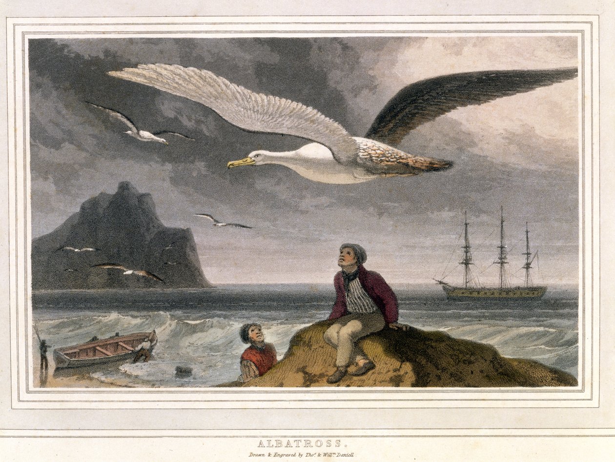 Albatross, pubi. Lontoo 1810 (värillinen litografia) tekijältä Thomas und William Daniell