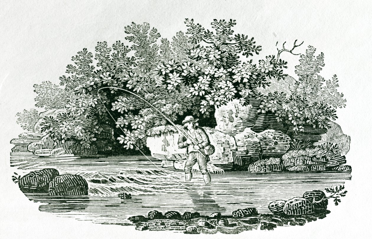 Angler in a River Pool, teoksesta "British Birds", 1804 (puukaiverrus) tekijältä Thomas Bewick