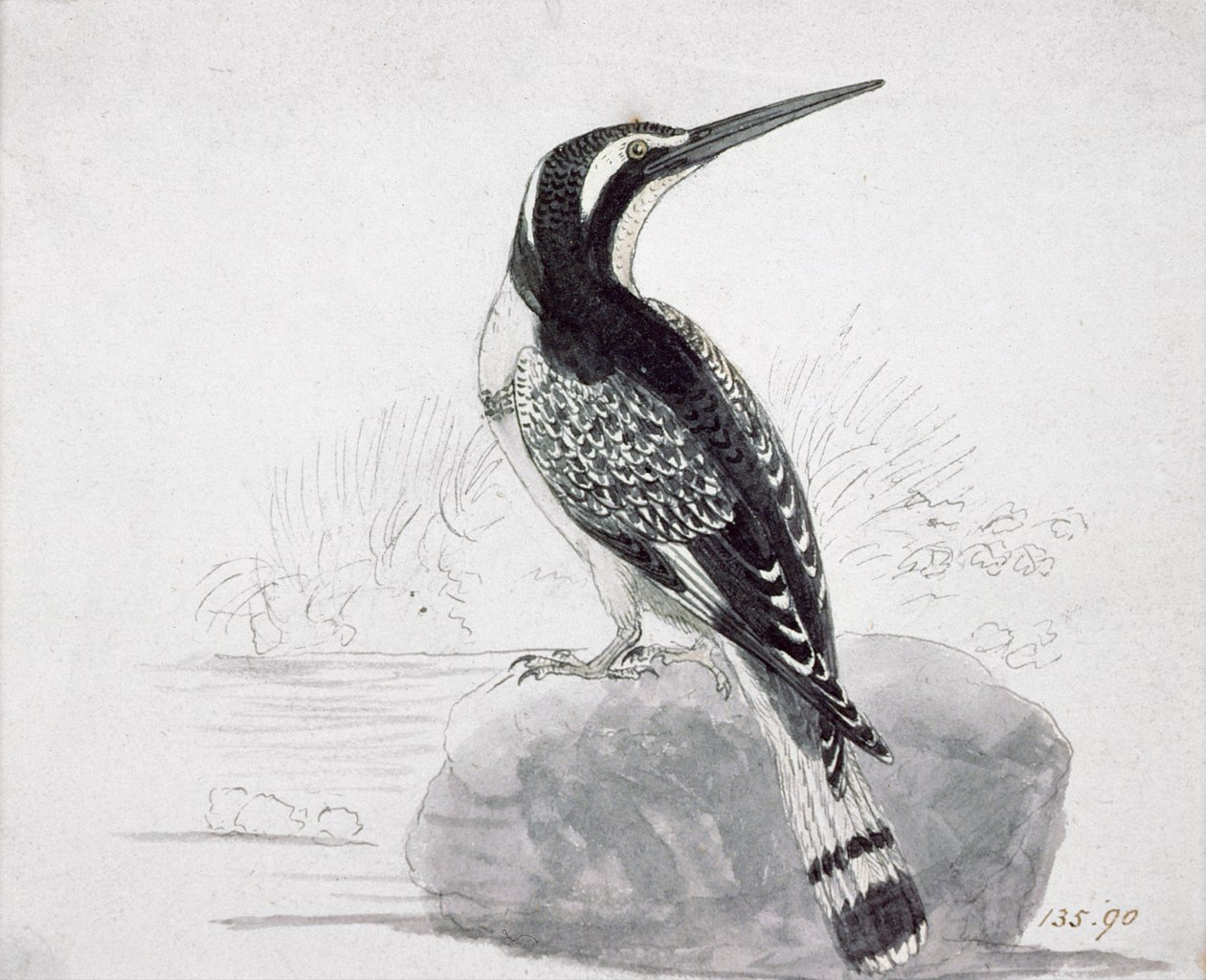 Mustavalkoinen Kingfisher tekijältä Thomas Bewick