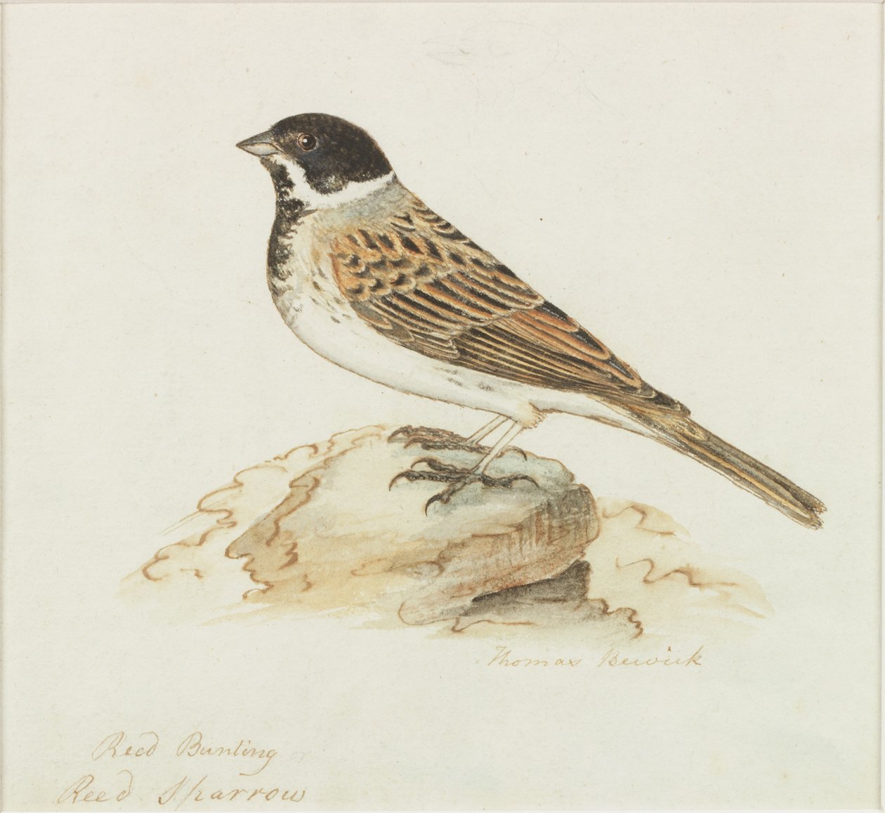 Reed Sparrow (varpusen väri) tekijältä Thomas Bewick
