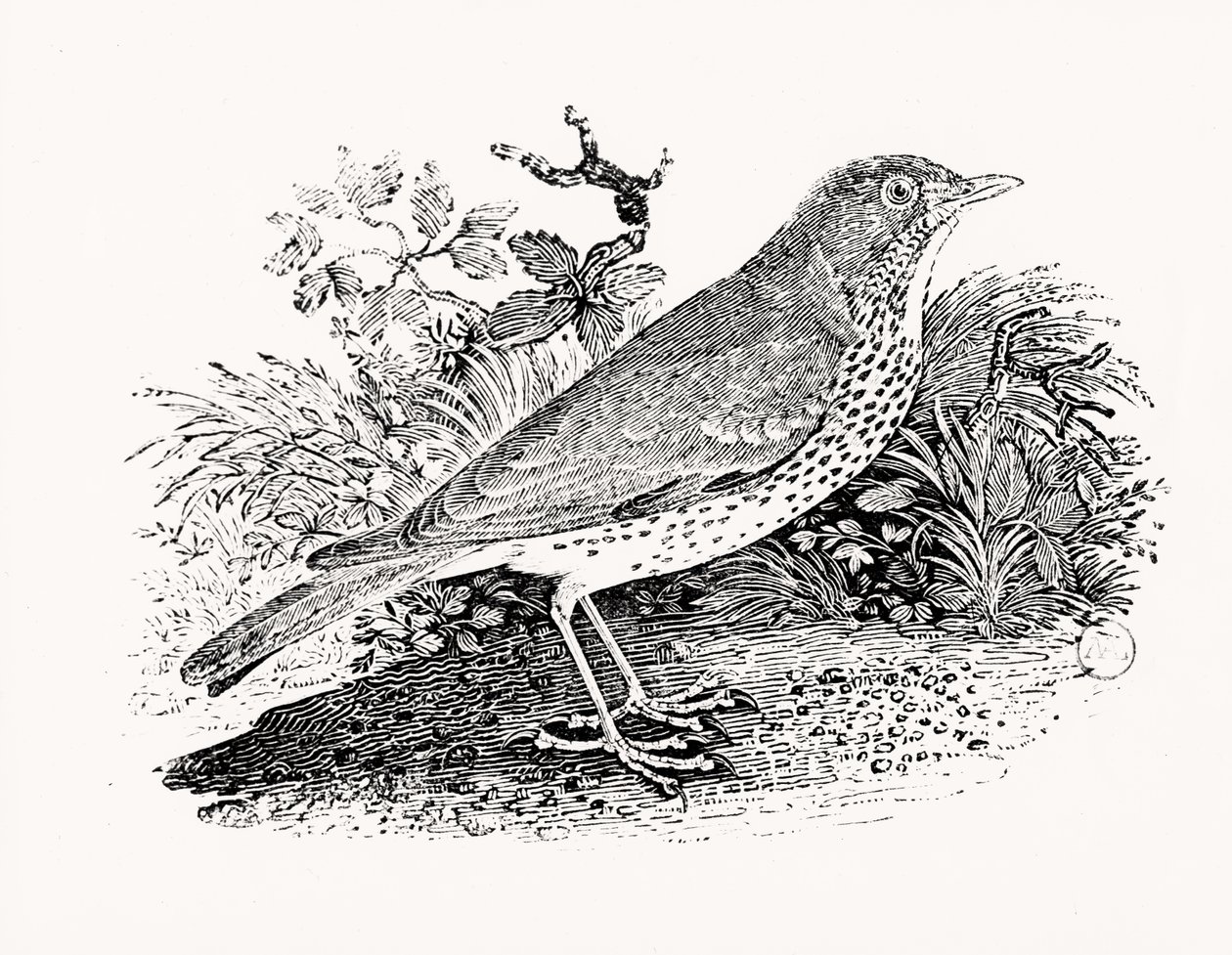 Huonekalut ja erilaiset esineet 1100- ja 1300-luvuilta tekijältä Thomas Bewick