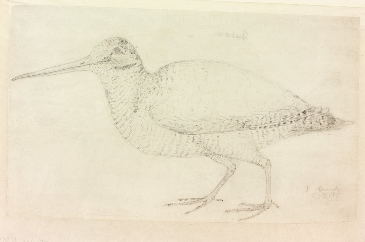 Woodcock (kynä paperilla (paperilla)) tekijältä Thomas Bewick