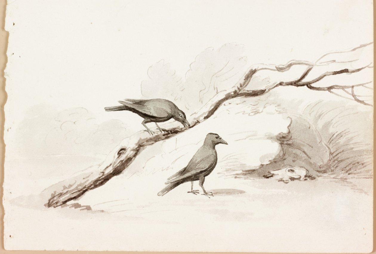 Kaksi mustaa varista (muste paperille) tekijältä Thomas Bewick