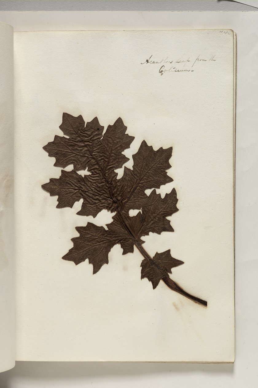 Acanthus Leaf Colosseumista, n. 1832 (kynä ja muste, kasvinäyte paperilla) tekijältä Thomas Cole