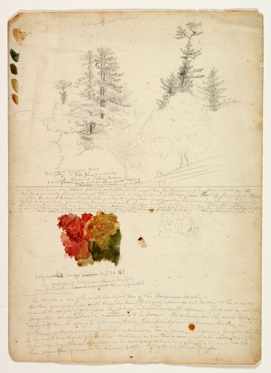 Kauniita mäntyryhmiä; Värisävyt Maplesista, New Hampshire, 30. syyskuuta 1828 (wc ja grafiittikynä paperilla) tekijältä Thomas Cole