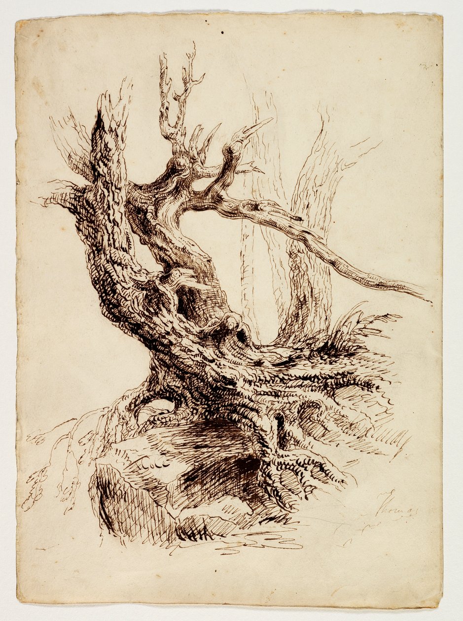 Gnarled Tree Trunk, n. 1826 (kynä ja ruskea muste grafiittikynän päällä kermanvärisellä paperilla) tekijältä Thomas Cole
