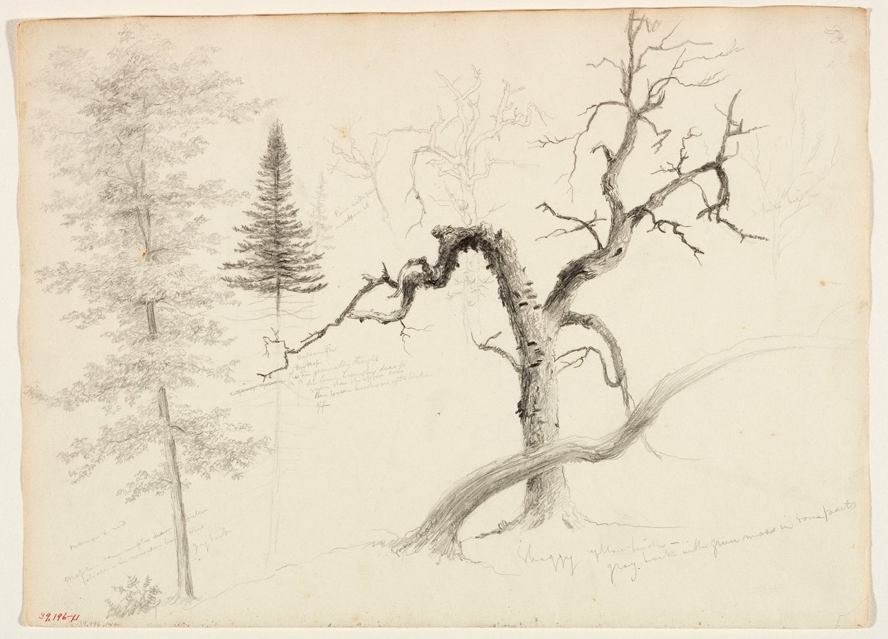Vaahtera, Balsami Kuusi, Mänty, Shaggy Yellow Koivu, Valkoinen Koivu, 1828 (grafiittikynä luonnonvalkoisella kudospaperilla) tekijältä Thomas Cole