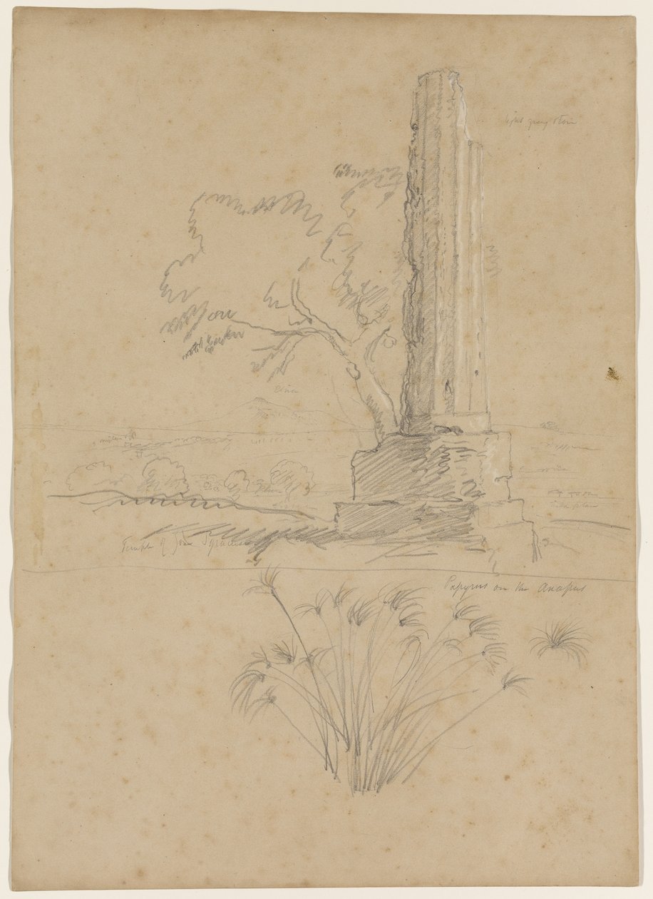 Zeuksen temppeli ja papyrus Anapo-joen varrella, lähellä Syrakusaa, Sisilia, 1842 (lyijykynä, korotettu valkoisella liidulla paperille). tekijältä Thomas Cole