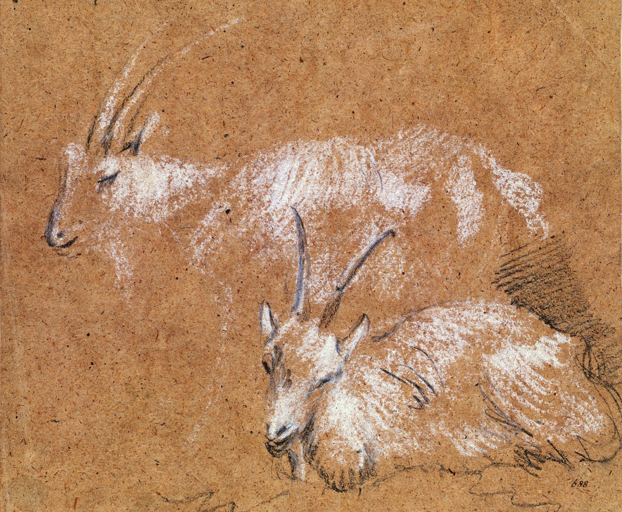 Vuohitutkimus (piirustus) tekijältä Thomas Gainsborough