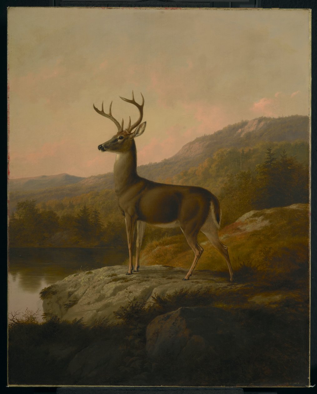 Hirvi, 1855 tekijältä Thomas Hewes Hinckley