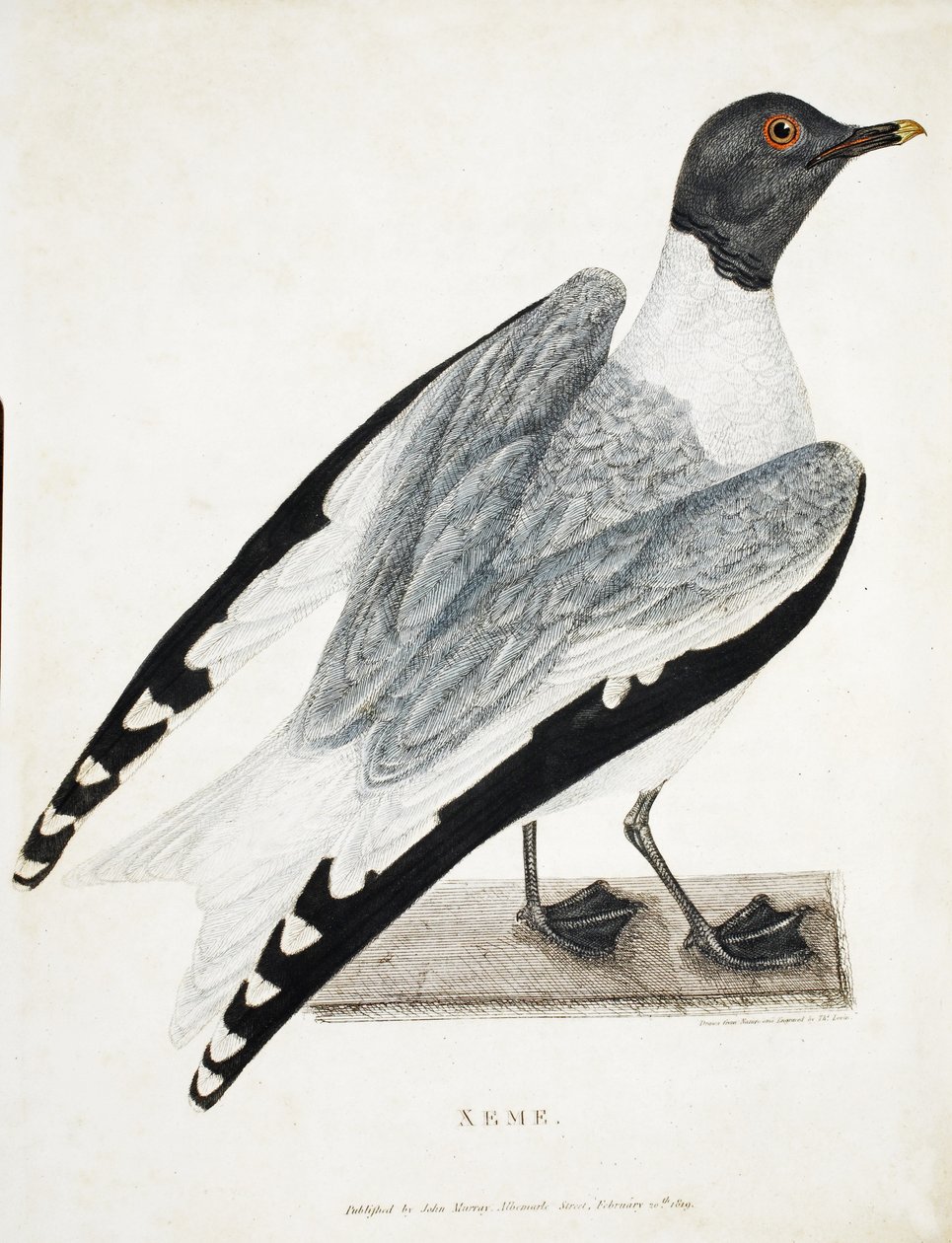 Xeme, kuvitus teoksesta A Voyage of Discovery..., 1819 (käsinvärinen kaiverrus) tekijältä Thomas Lewin