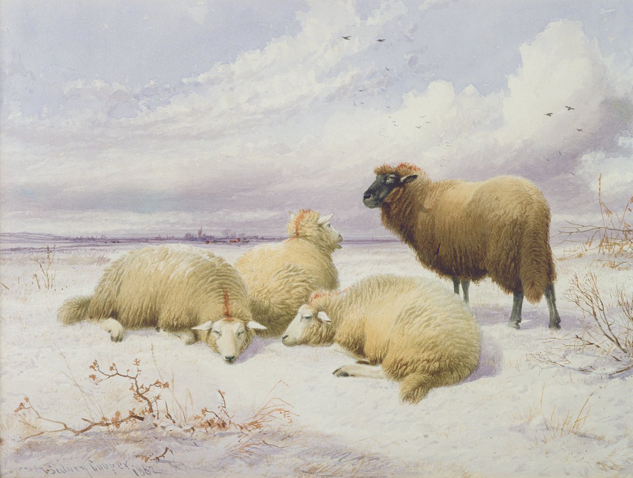 Lampaat lumessa tekijältä Thomas Sidney Cooper