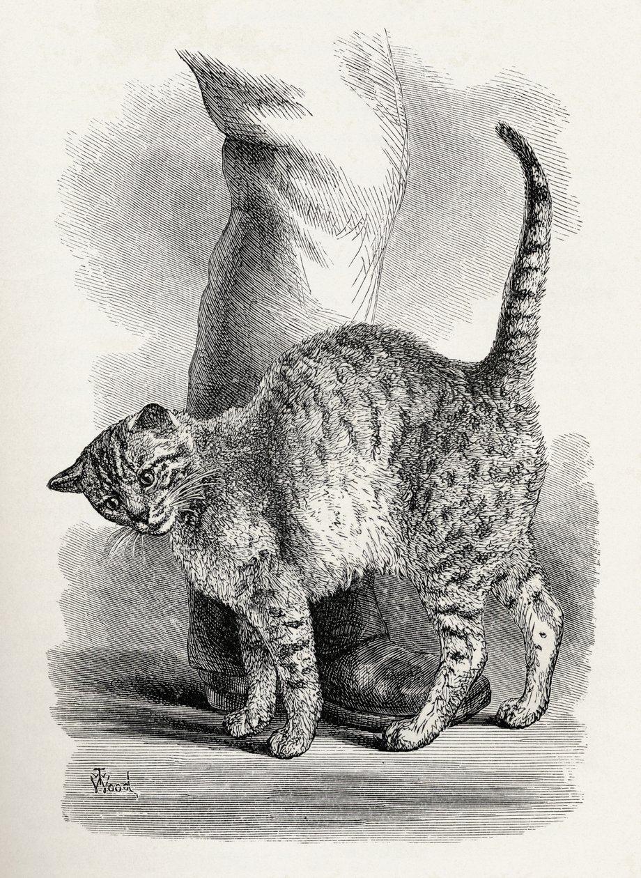 Kissa hellässä mielentilassa, Charles Darwinin teoksesta "The Expression of the Emotions in Man and Animals", 1872. tekijältä Thomas W. Wood