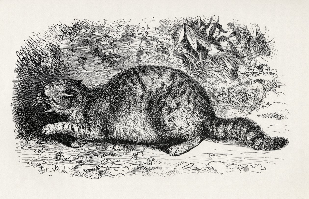 Villi kissa ja valmis taistelemaan Charles Darwinin teoksesta The Expression of the Emotions in Man and Animals, 1872 tekijältä Thomas W. Wood