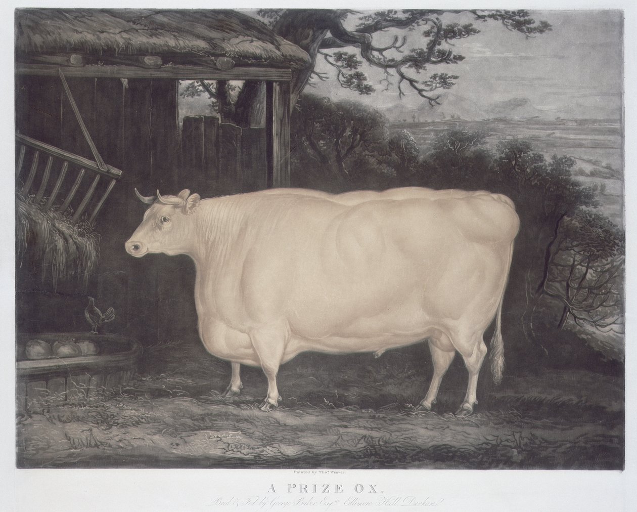 A Prize Ox, kaiverrus John Thompson, Smeaton, Yorks, 1831 (värikaiverrus) tekijältä Thomas Weaver