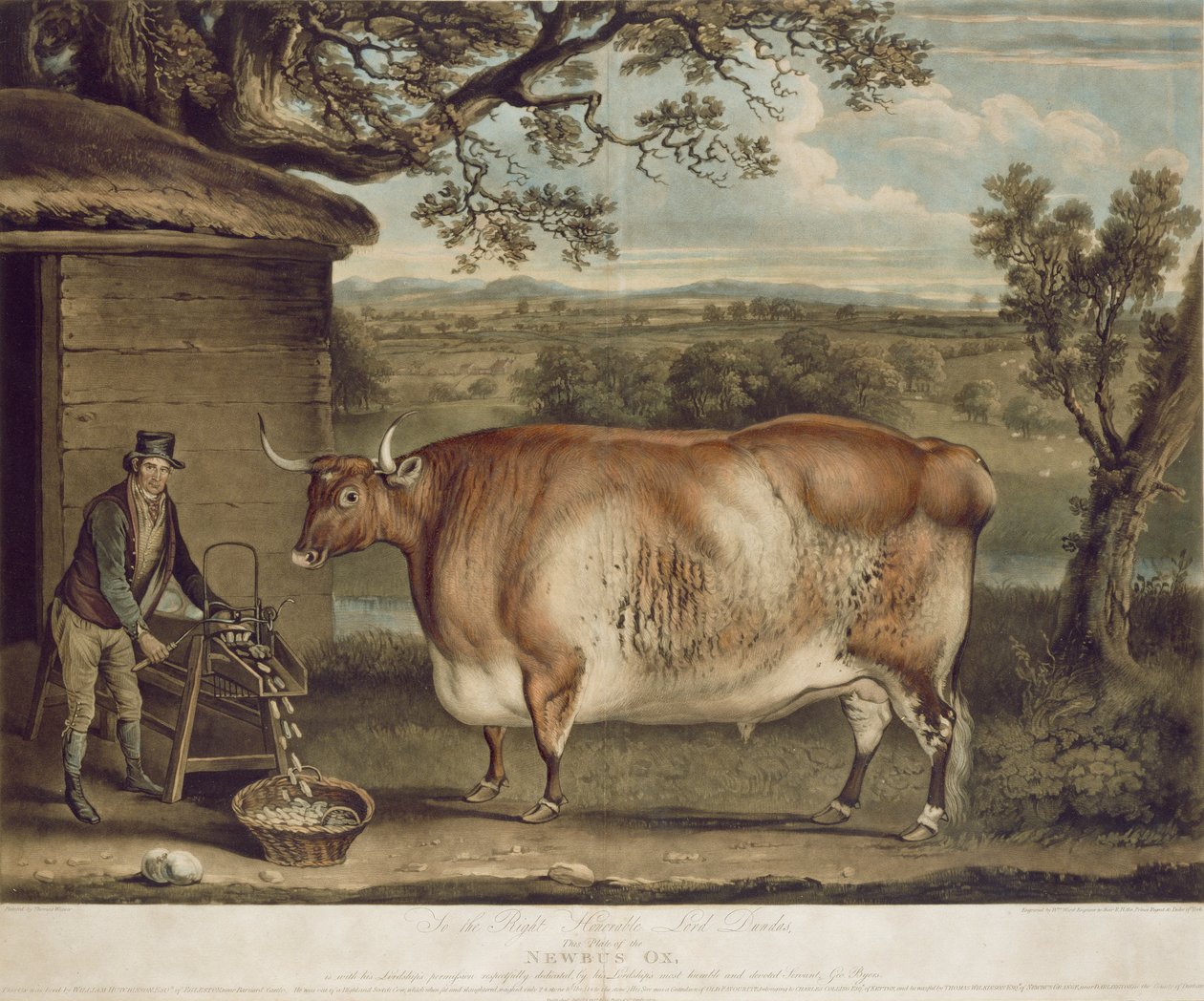 Newbus Ox, kaiverrus W. Ward, 1812 (värikaiverrus) tekijältä Thomas Weaver