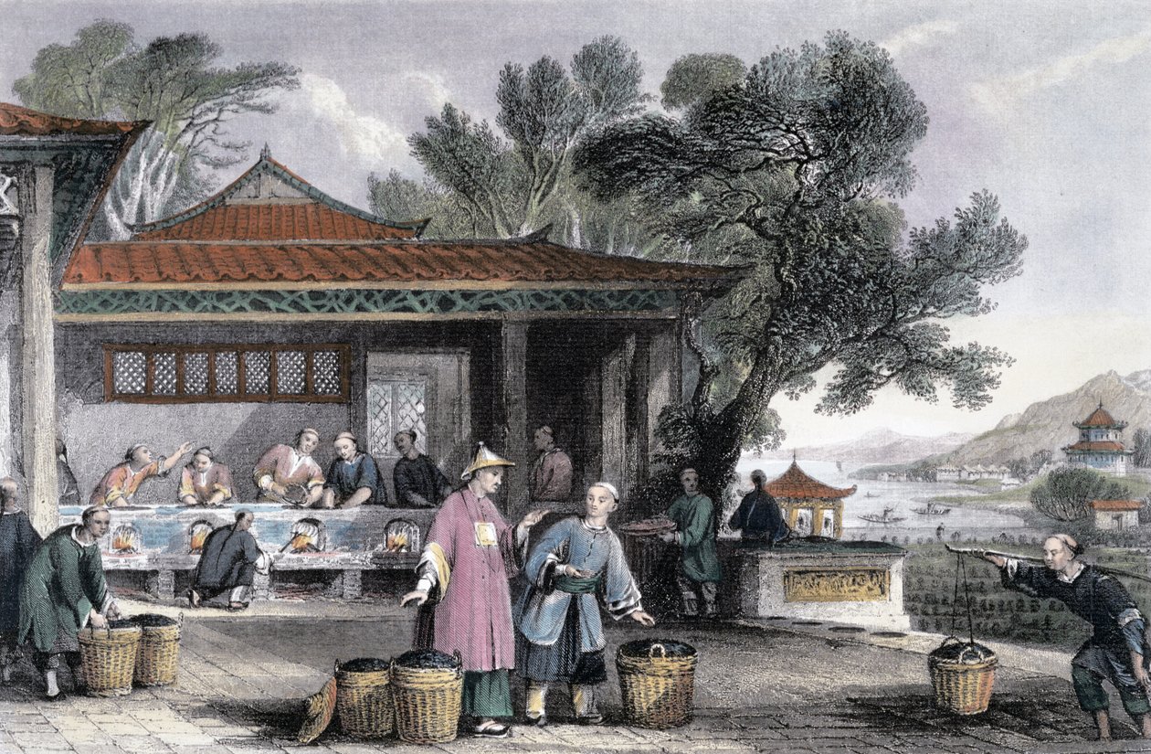 "The Culture and Preparation of Tea", Kiina, 1843 tekijältä Thomas Allom