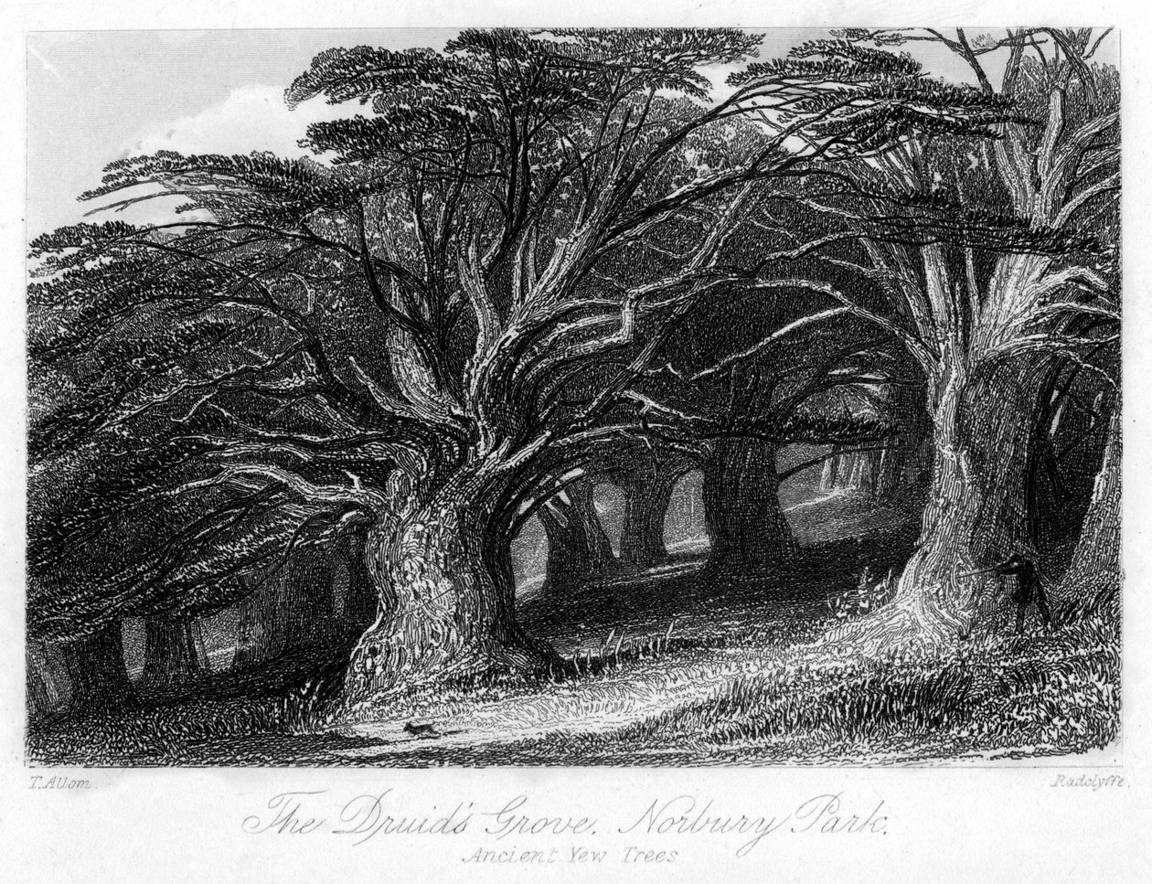Druids Grove, Norbury Park, Surrey, 1800-luku. tekijältä Thomas Allom
