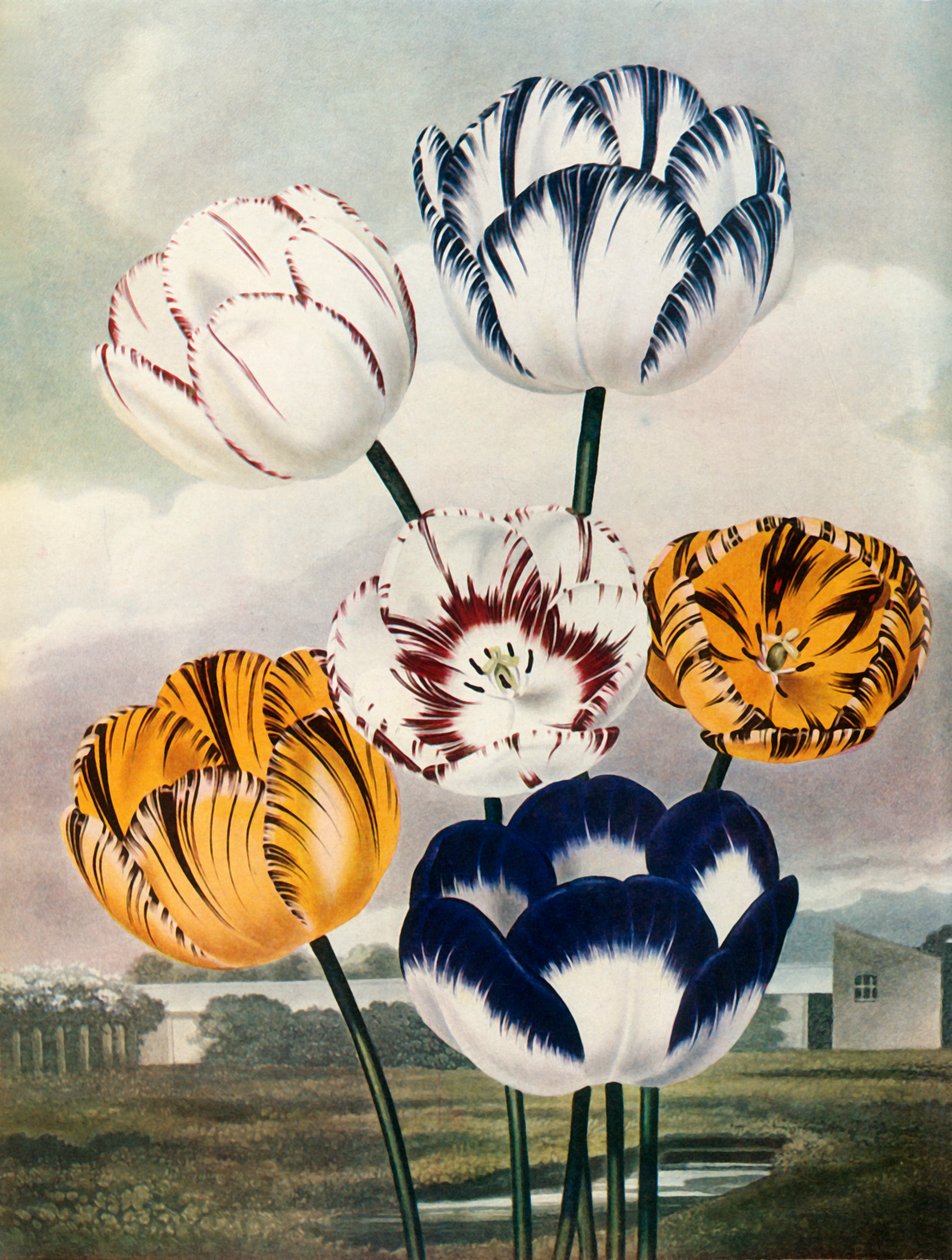 Tulppaanit, c1802-1821, 1948. tekijältä Thomas Baxter