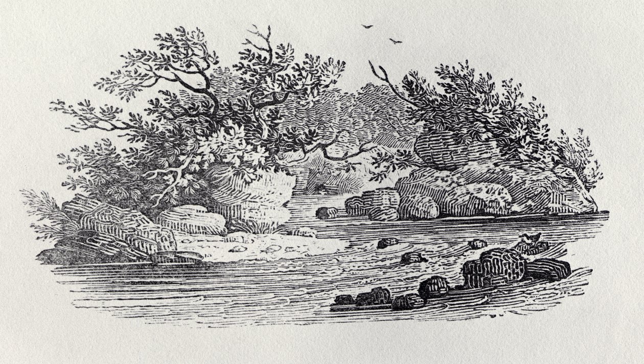 A Bend in the River julkaisusta Historia of British Birds, osa 2: Water Birds, 1804 tekijältä Thomas Bewick