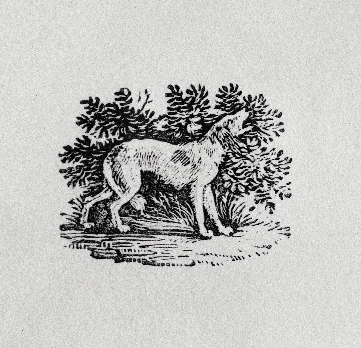 Koira "Nelijalkaisten historiasta", 1800-luku tekijältä Thomas Bewick