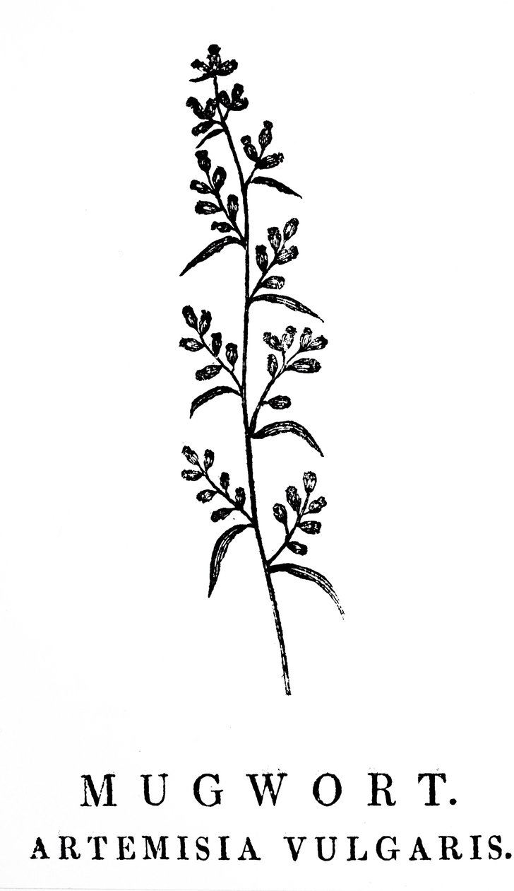 Puulohkokaiverrus, joka kuvaa Mugwortin oksaa, joka on Artemisia-sukuun kuuluva aromaattinen kasvilaji. Puupiirros Thomas Bewickin (1753-1828), englantilaisen kaivertajan ja luonnonhistorian kirjailijan tekijältä Thomas Bewick