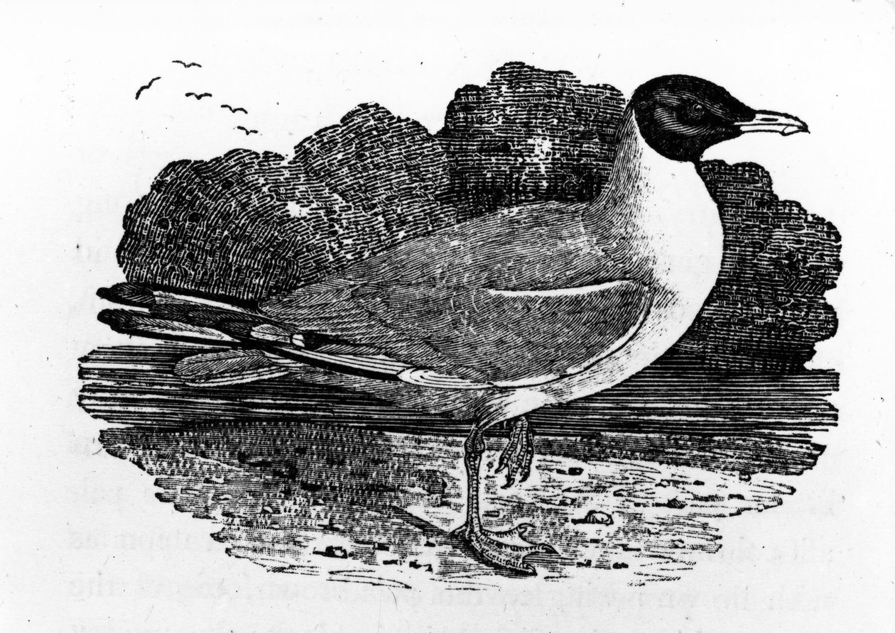 Mustapäinen lokki, kuvitus Thomas Bewickin teoksesta "A History of British Birds", julkaistu ensimmäisen kerran 1797 tekijältä Thomas Bewick