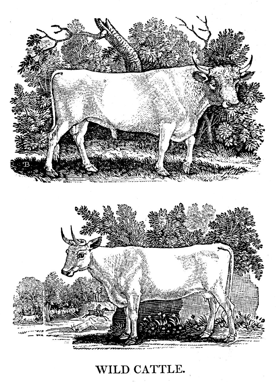 Brittiläinen villi- tai puistokarja, 1790 tekijältä Thomas Bewick