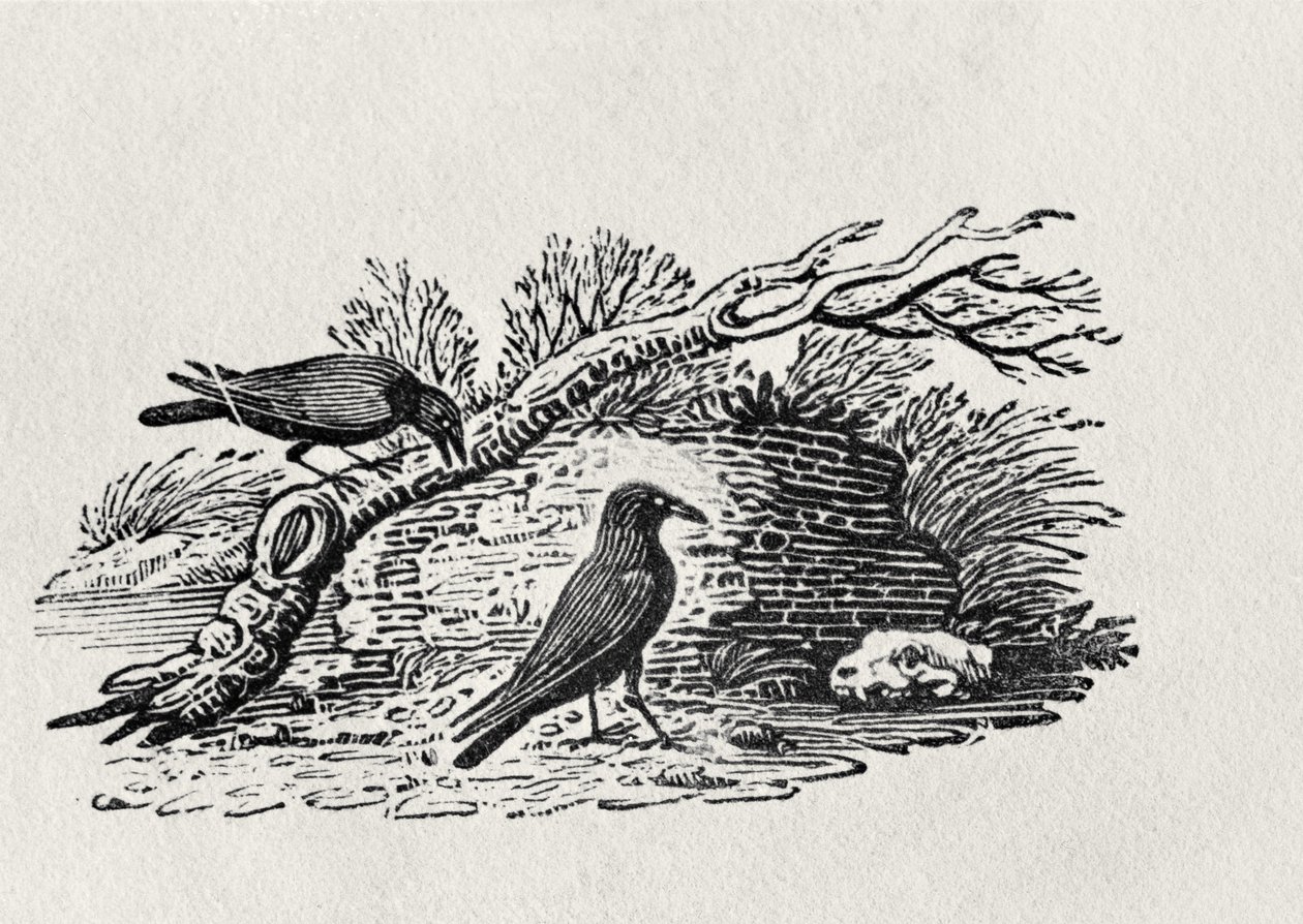 Varikset (Corvus corone corone) 