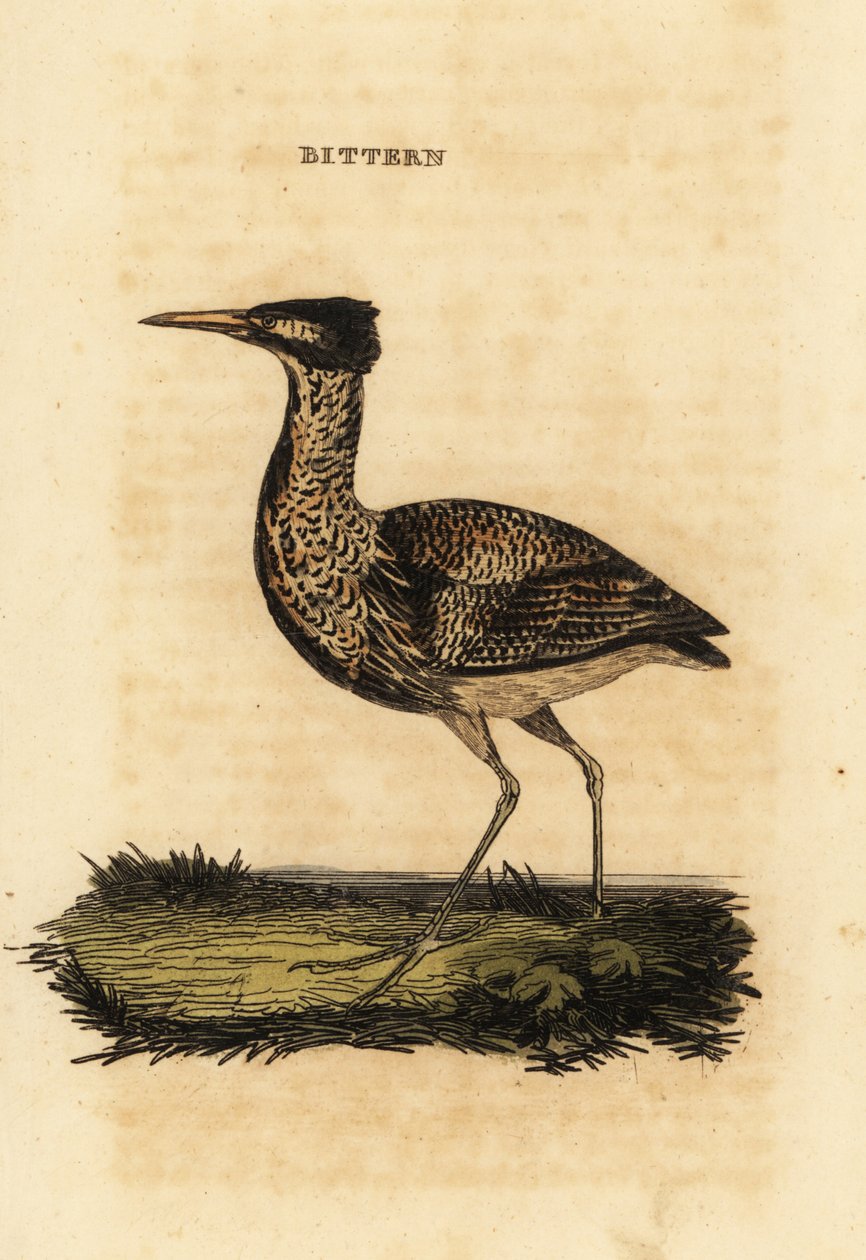 Euraasian katkera eli suuri karvas, Botaurus stellaris tekijältä Thomas Bewick