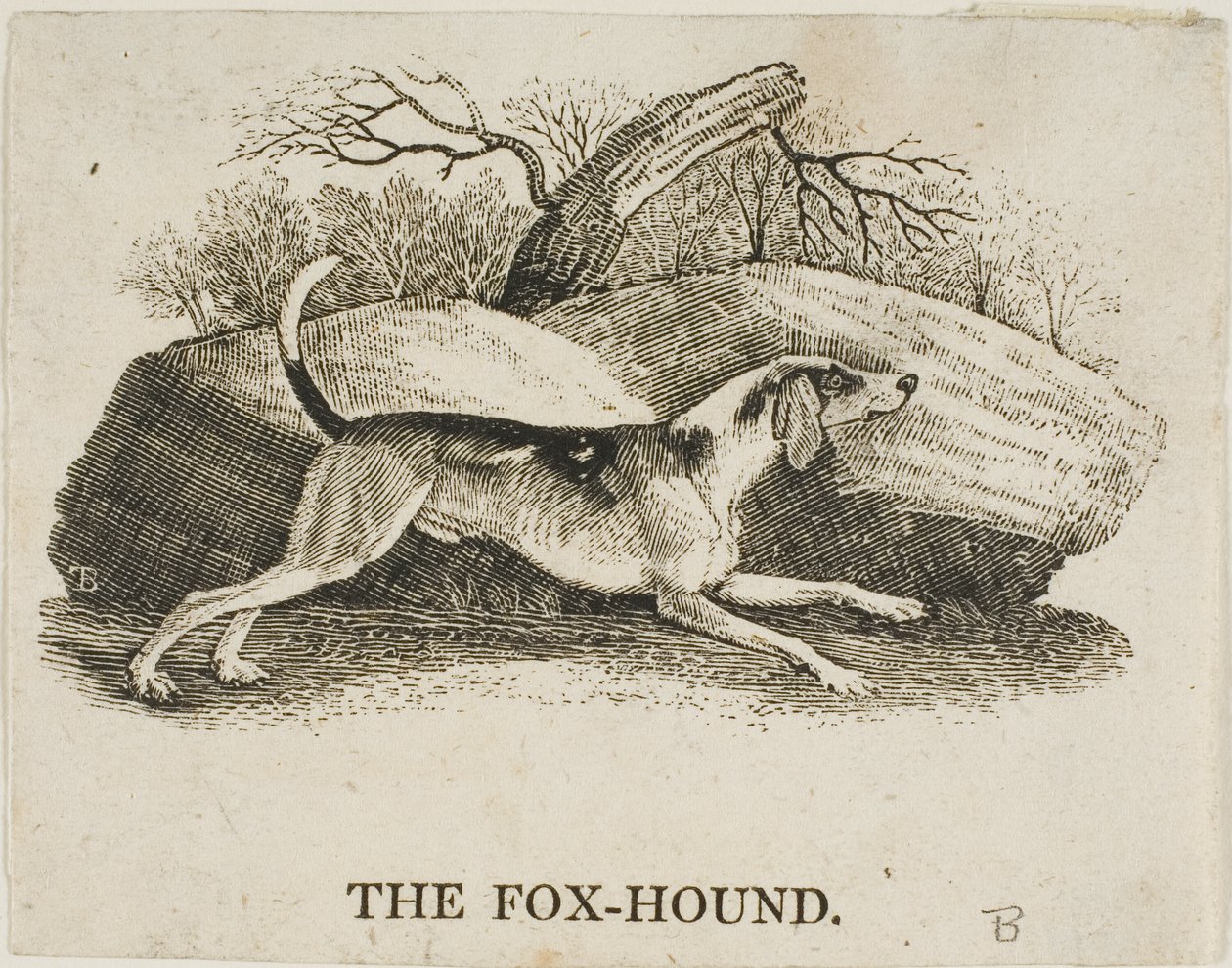 Kettukoira tekijältä Thomas Bewick