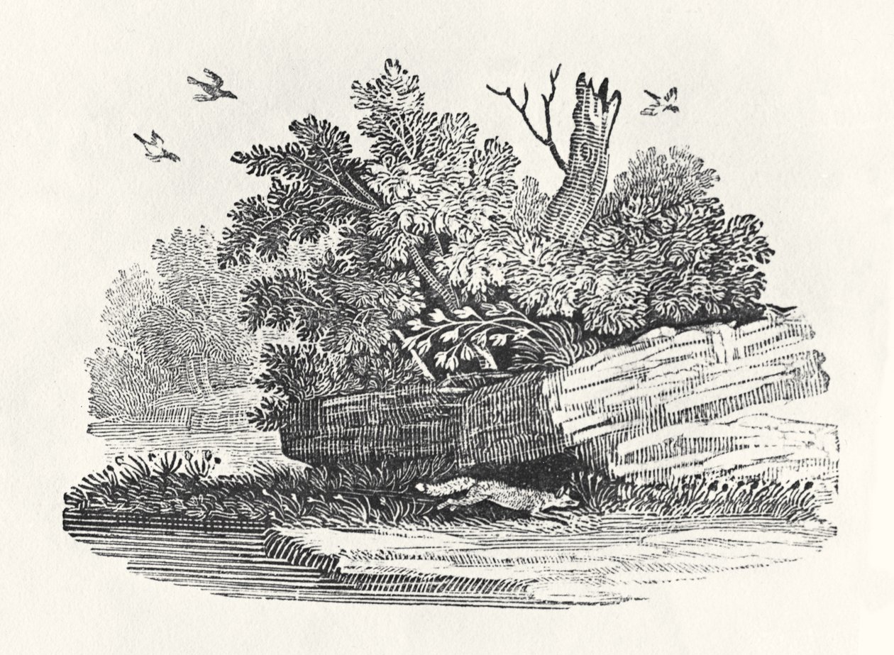 Kettu pakenemassa, vuonna 1790 julkaistusta Nelijalkaisten yleishistoriasta (puukaiverrus) tekijältä Thomas Bewick