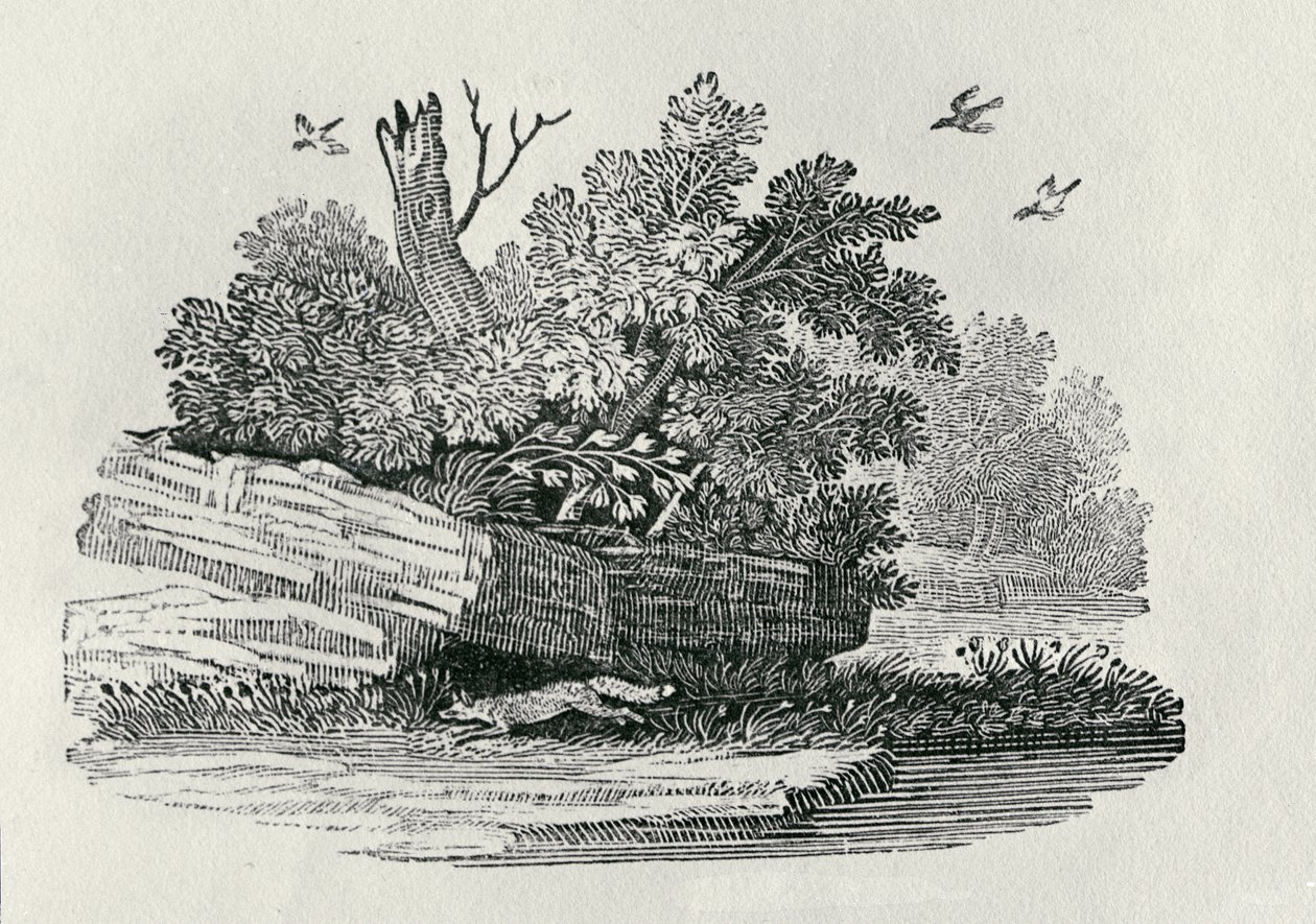 Kettu pakenemassa, vuonna 1790 julkaistusta Nelijalkaisten yleishistoriasta (puukaiverrus) tekijältä Thomas Bewick