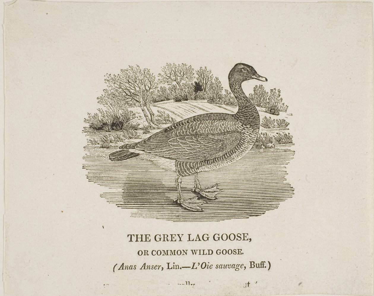 Grey Lag Goose tekijältä Thomas Bewick