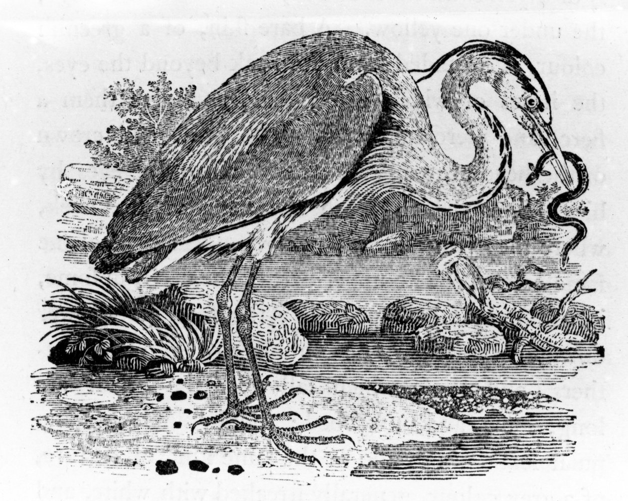 Heron, kuvitus Thomas Bewickin teoksesta "A History of British Birds", julkaistu ensimmäisen kerran 1797 tekijältä Thomas Bewick