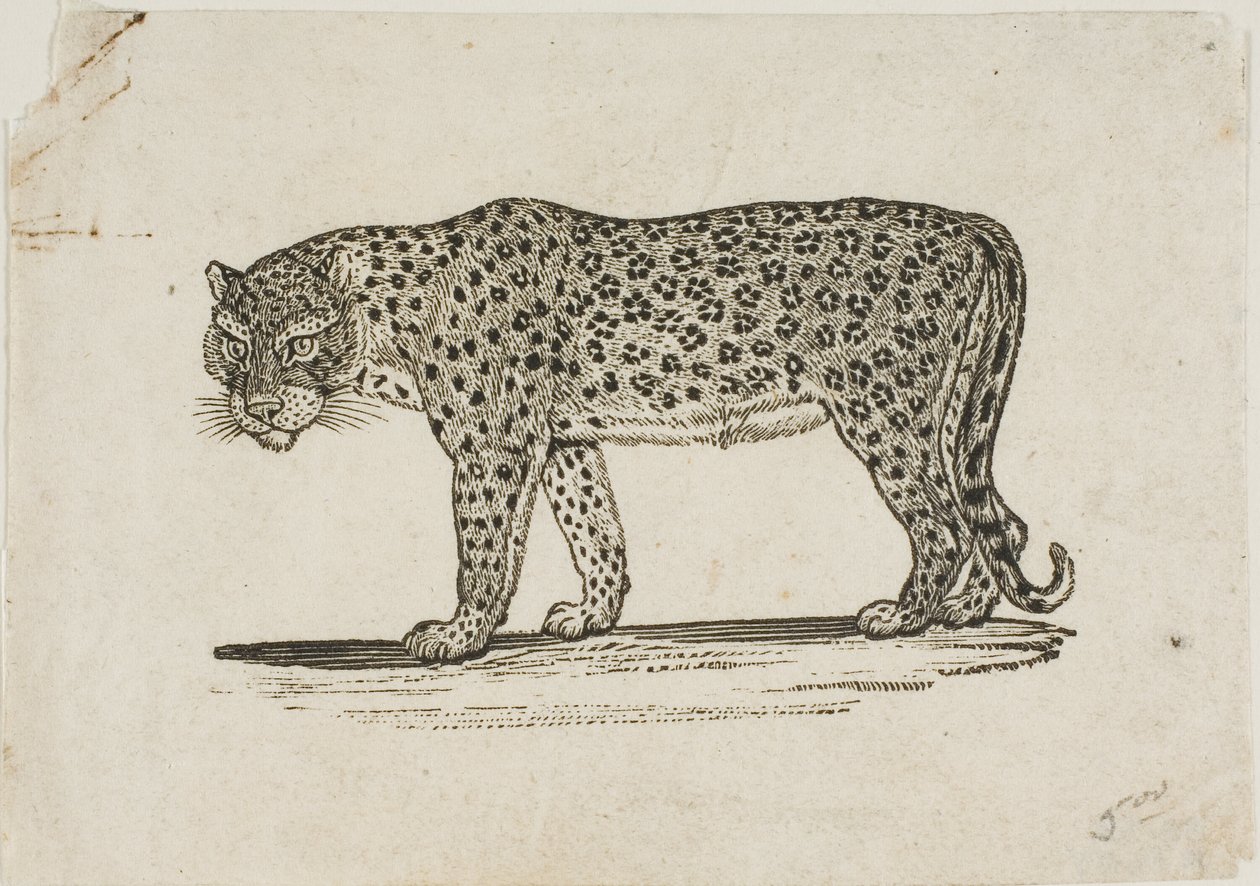 Leopardi tekijältä Thomas Bewick