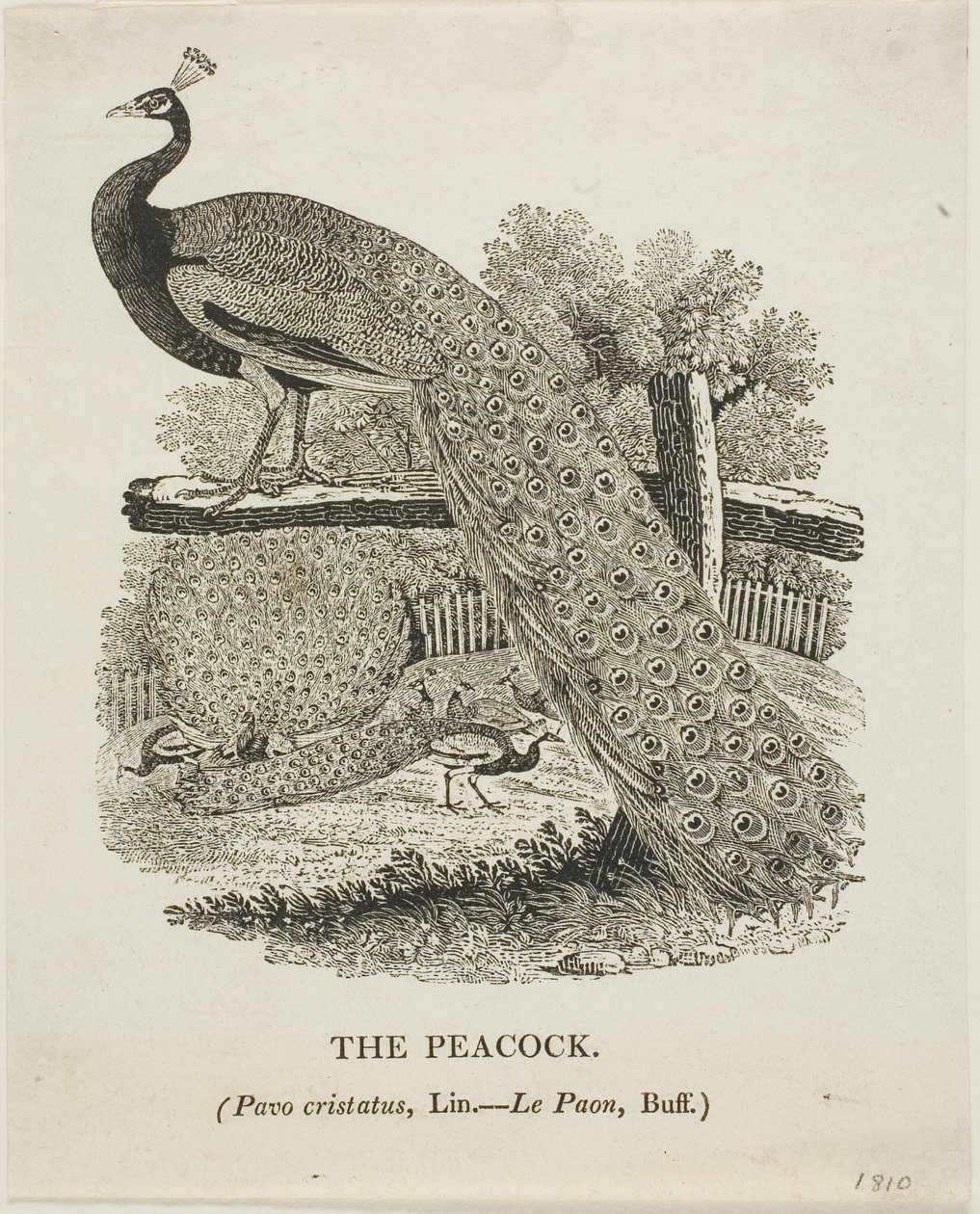 Riikinkukko tekijältä Thomas Bewick