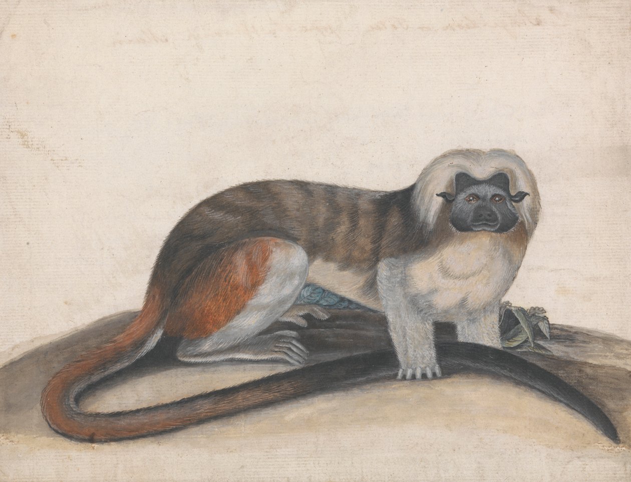 Tutkimus "The Pinche or Red Tailed Monkey" (entinen Cottenhead Marmoset) tekijältä Thomas Bewick
