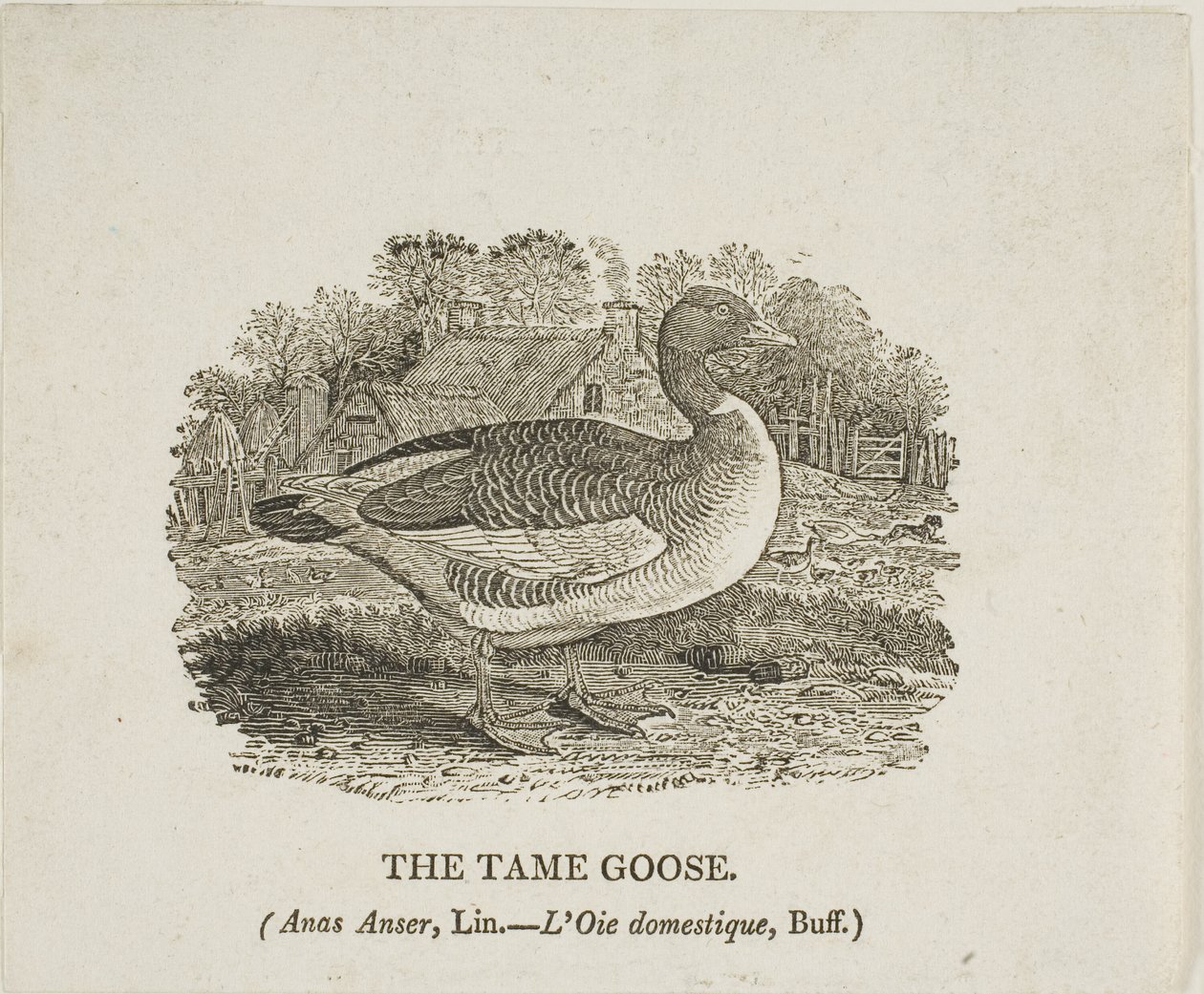 Tame Hanhi tekijältä Thomas Bewick