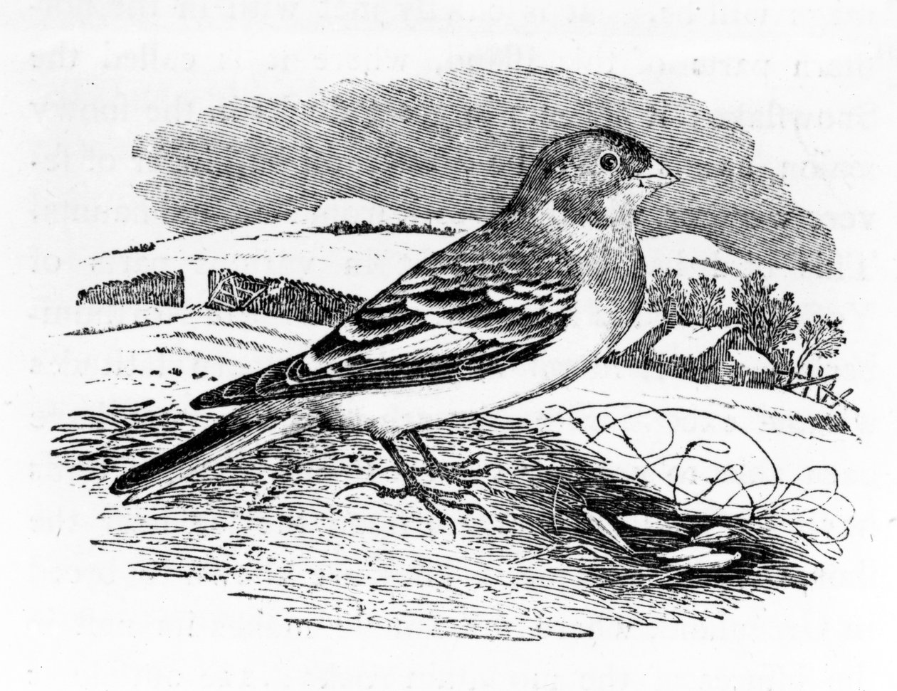 Tawny Bunting, kuvitus Thomas Bewickin teoksesta "A History of British Birds", julkaistu ensimmäisen kerran 1797 tekijältä Thomas Bewick