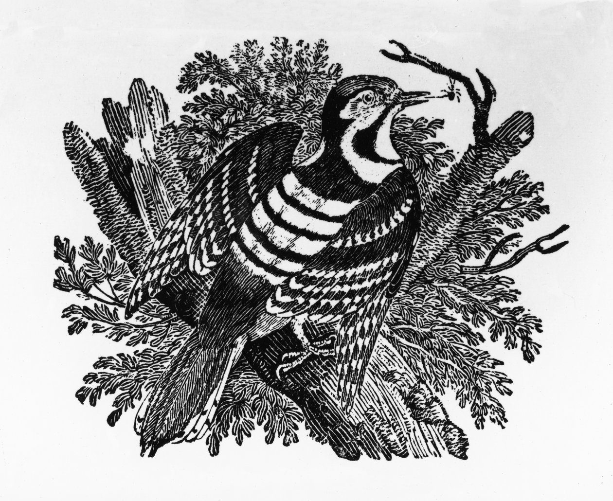Barred Woodpecker, kuvitus Thomas Bewickin teoksesta "The History of British Birds", julkaistu ensimmäisen kerran 1797 tekijältä Thomas Bewick